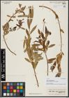 Foto von Salix acmophylla Boiss.